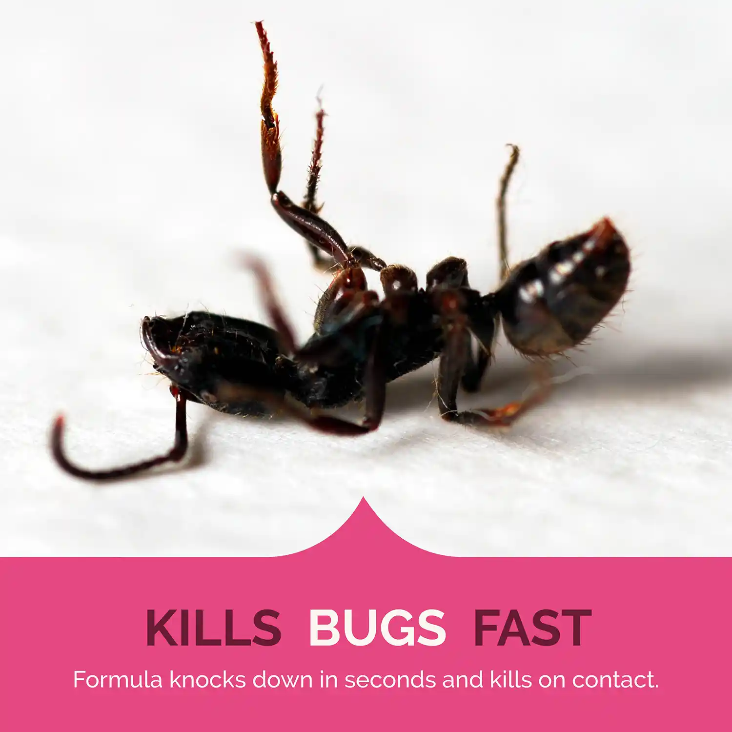 Kills Bugs Fast