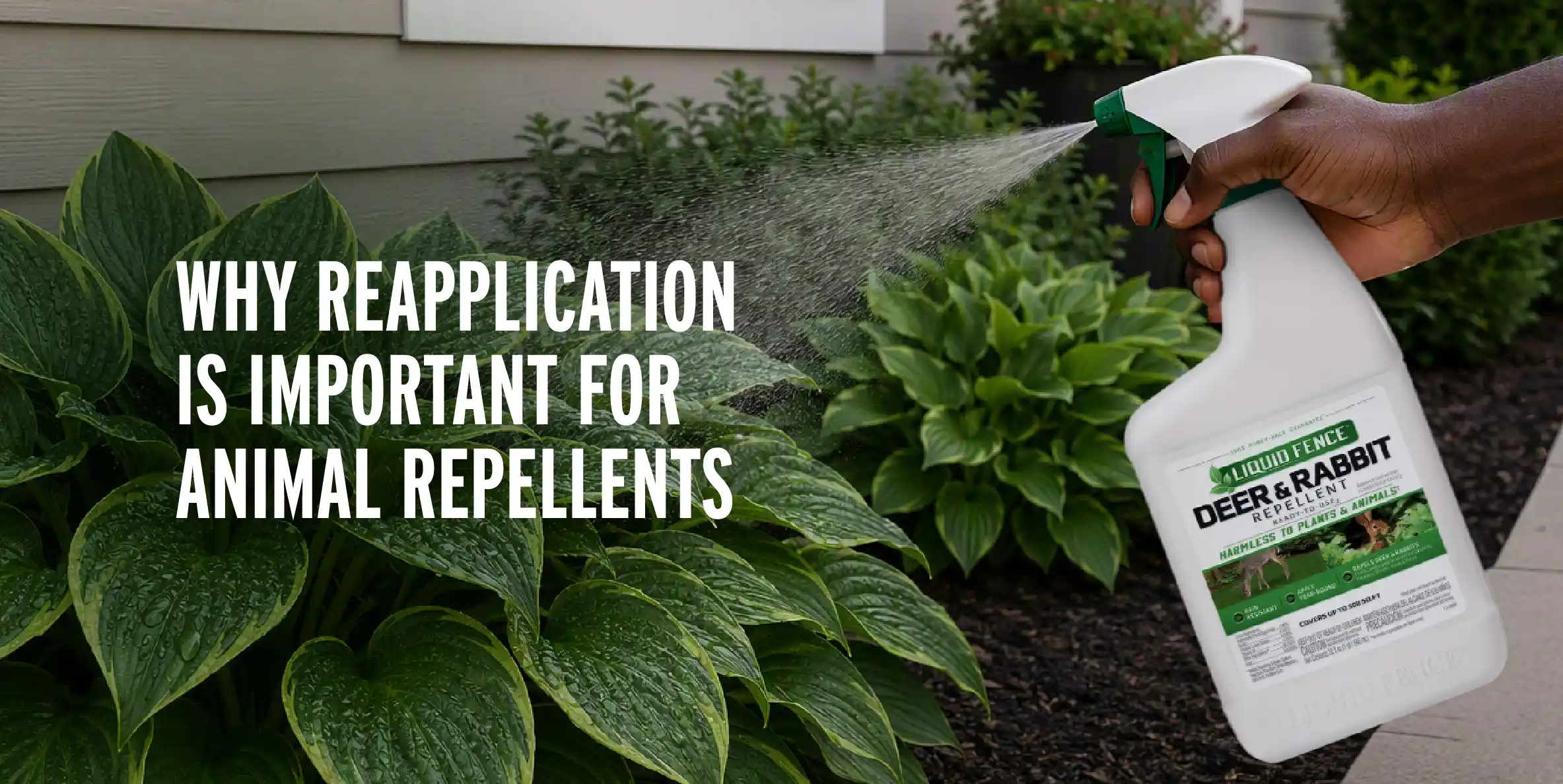 Why Reapplication Is Important For Animal Repellents
