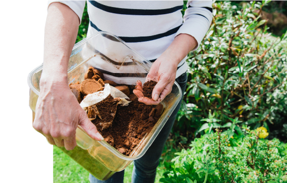 Using Coffee Grounds in the Garden