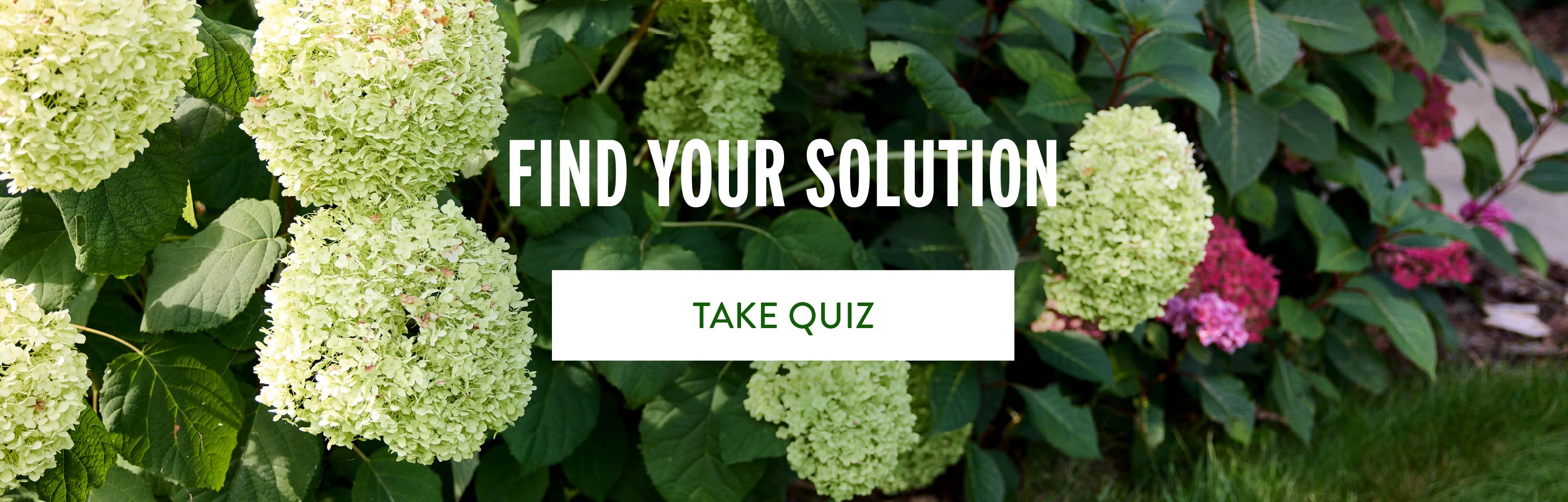 Garden Background Image