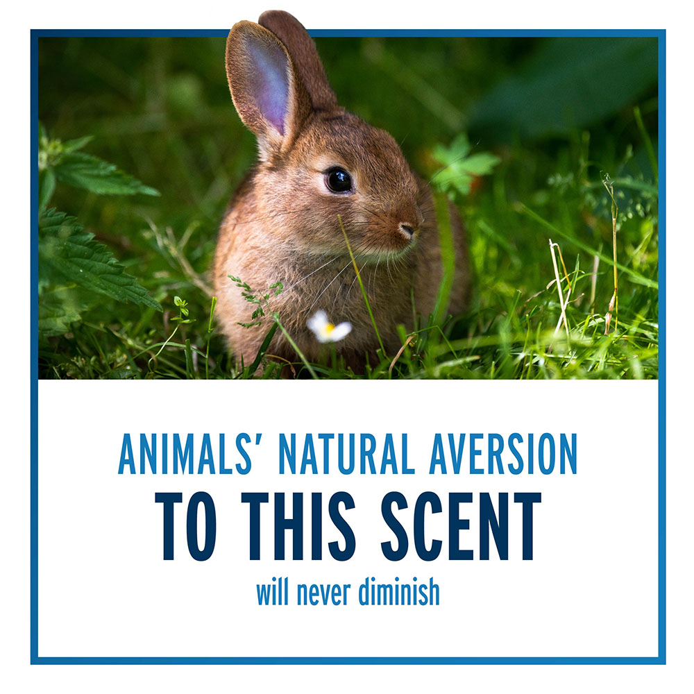 averts animals to this scent