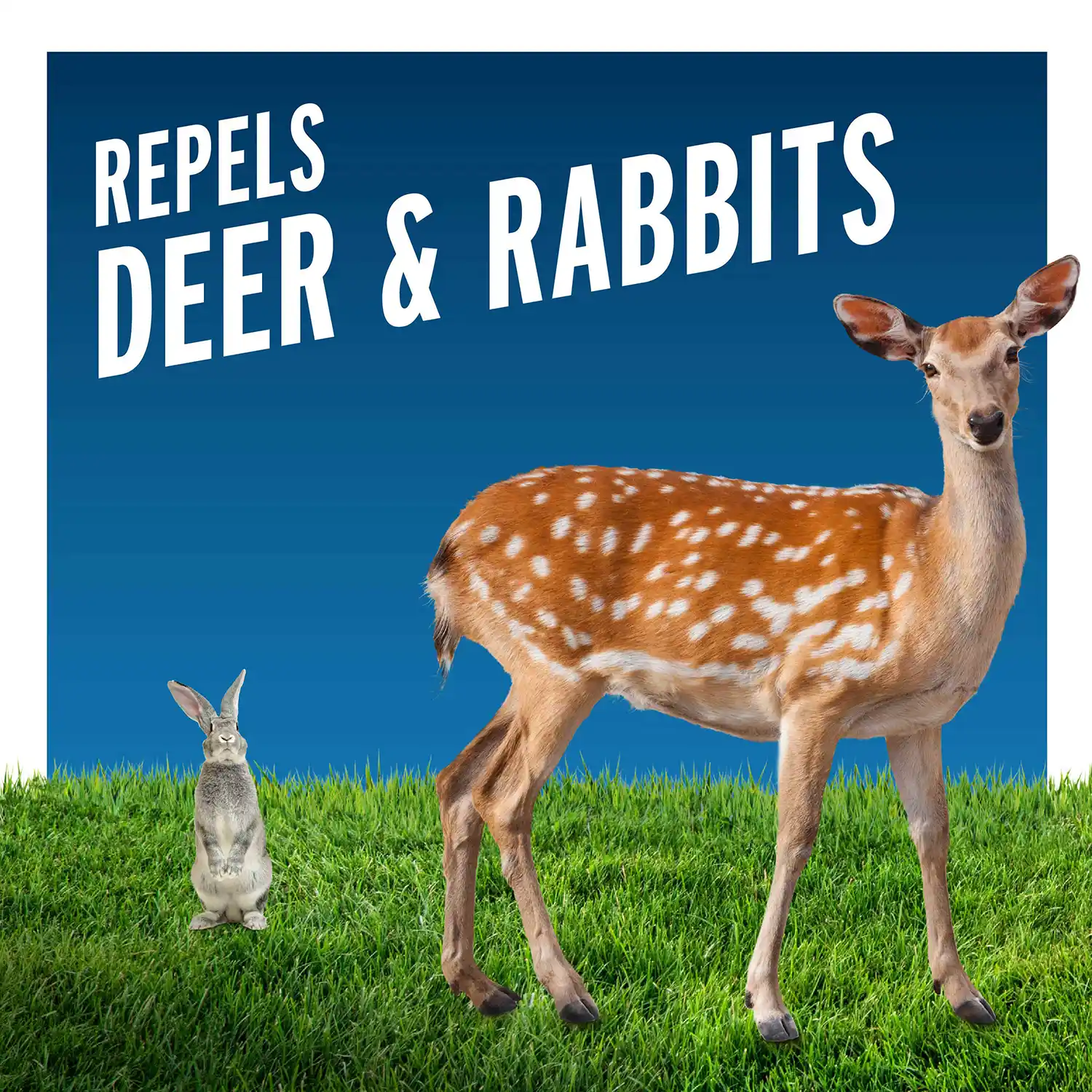 Deer and Rabbit  Ready to Use