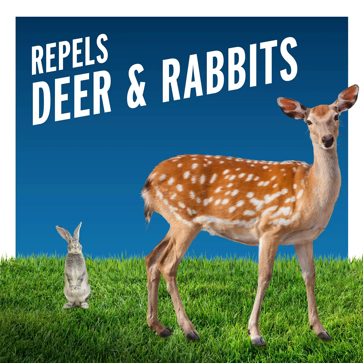 Repels Deer and Rabbits