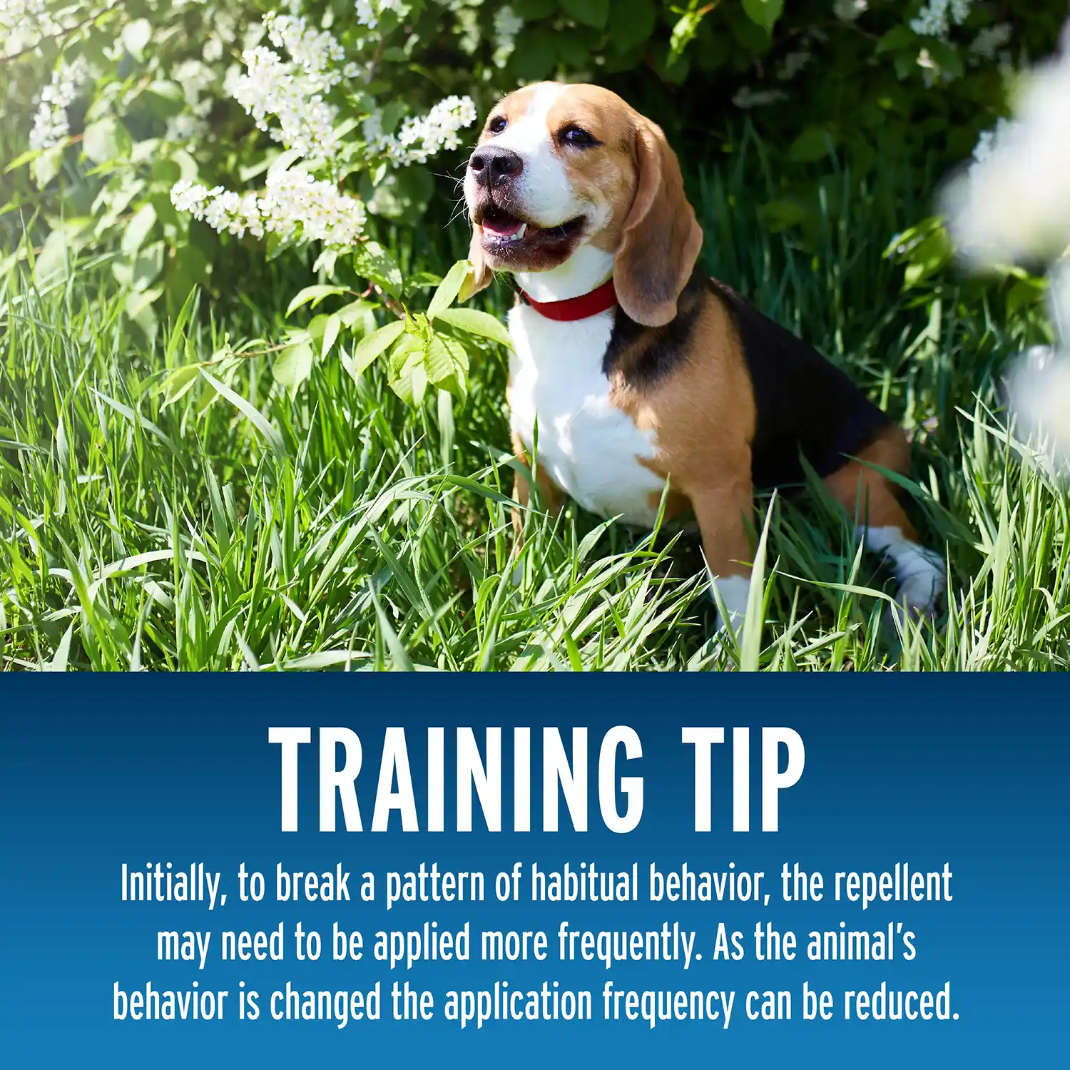 Training Tip