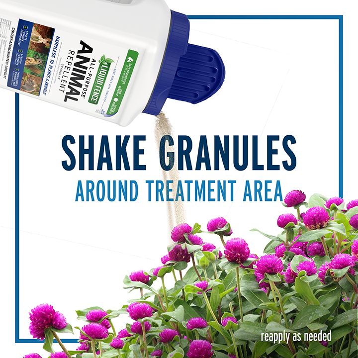 Shake Granules Around Treatment Area