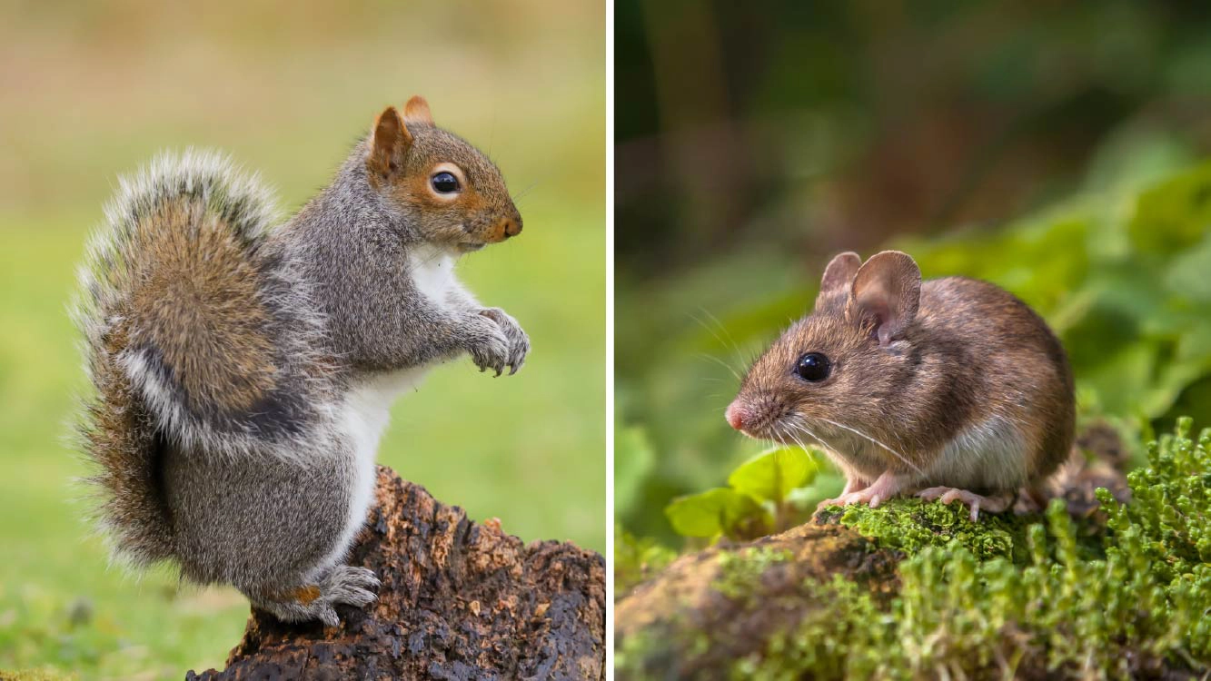 All Other Animals Including Squirls and Rodents