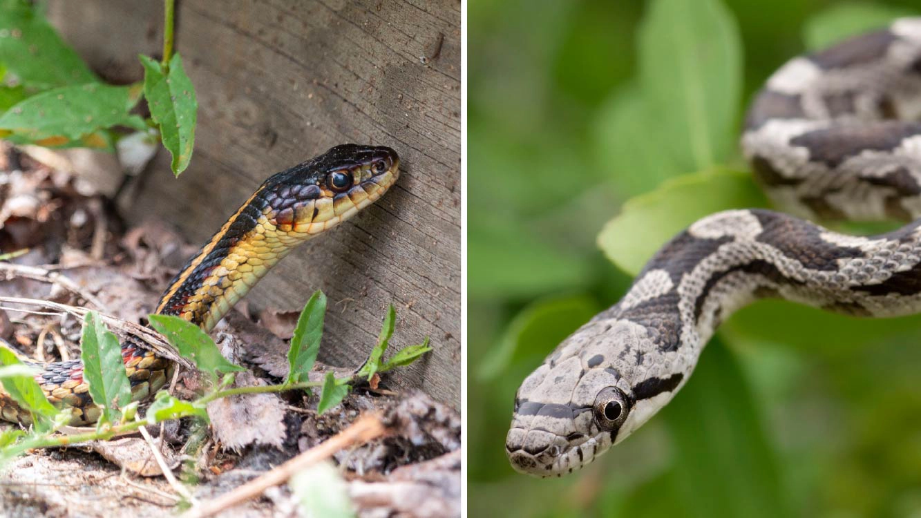 Snakes