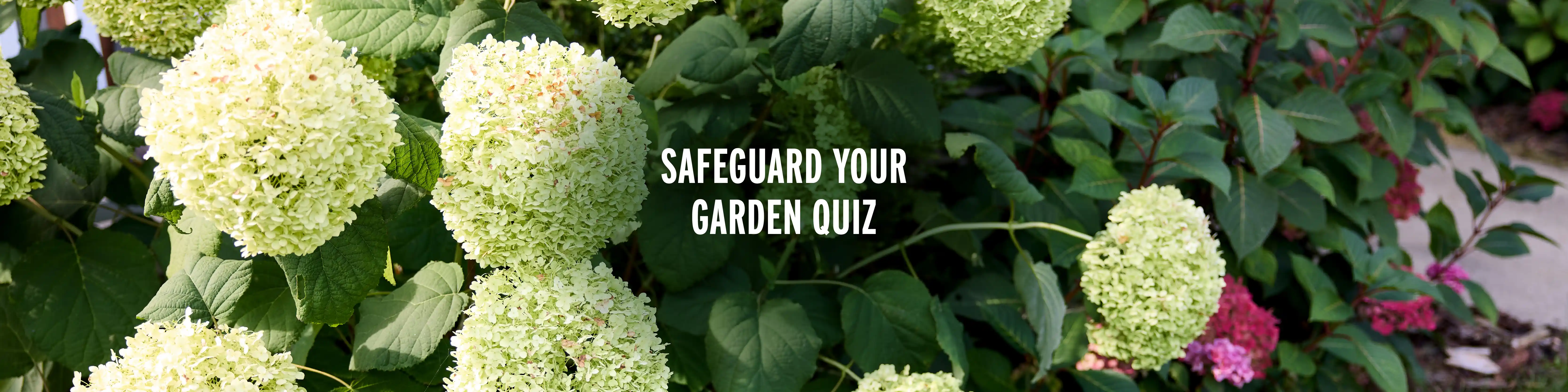 Flower Garden Background Image