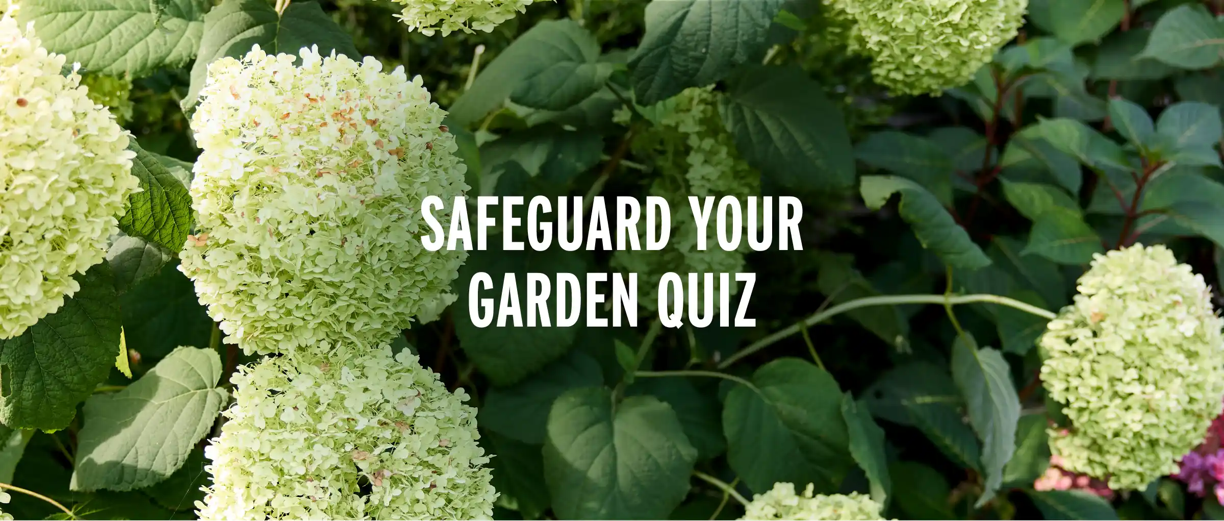 Flower Garden Background Image