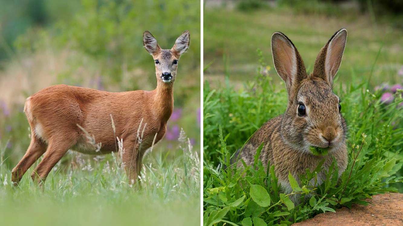 Deer and Rabbit
