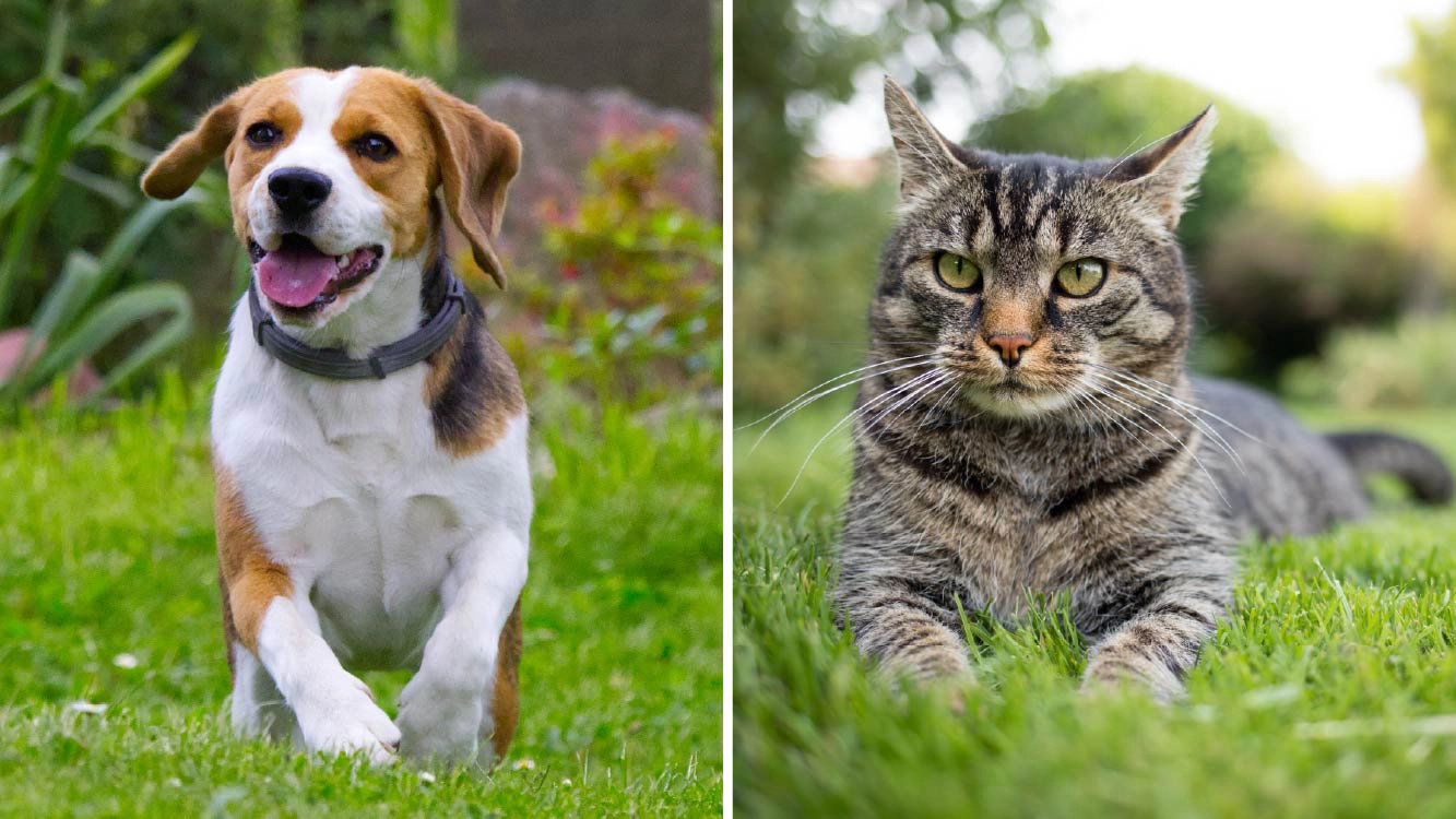 Dog & Cat
