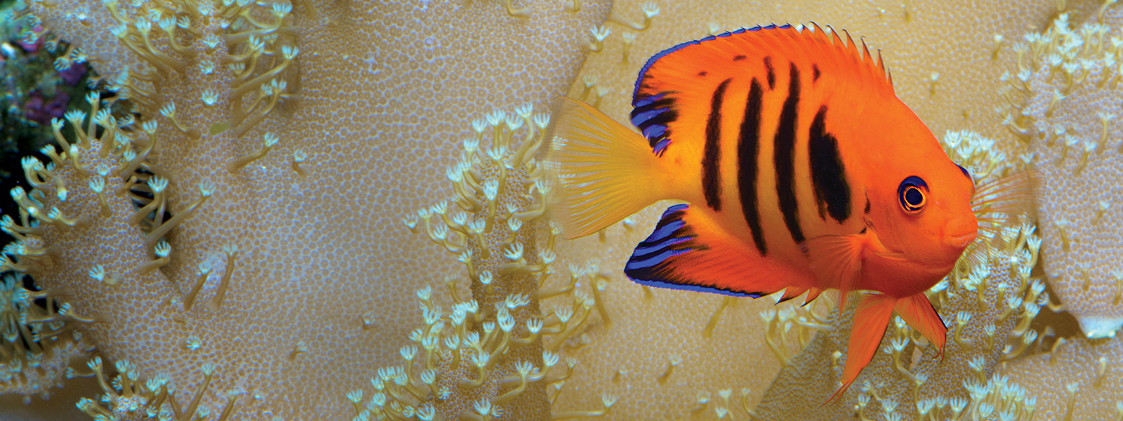 Inspiration Fish Banner