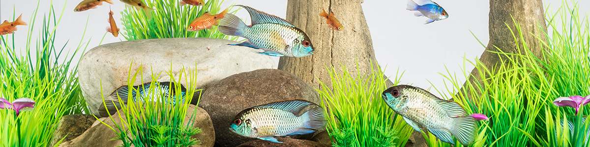 About Us - Fish Banner