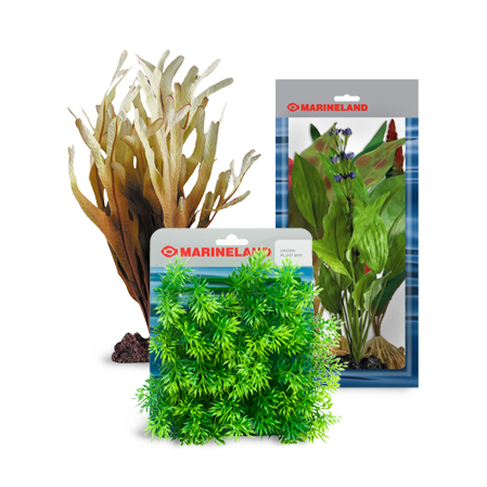 Plants and Accessories