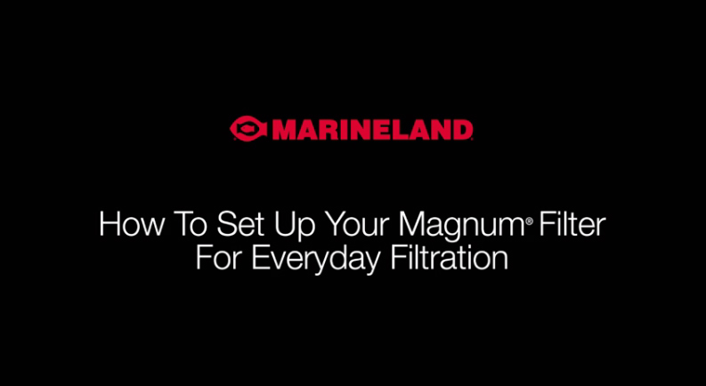 How to Set Up Your Magnum Filter for Everyday Filtration