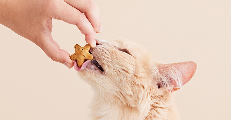 Cat licking a Meowee Starry Spinner