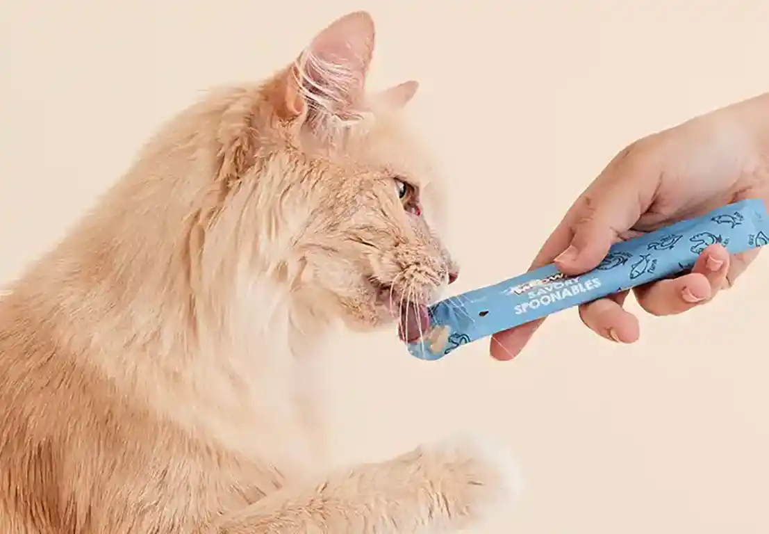 Designed With Cats In Mind