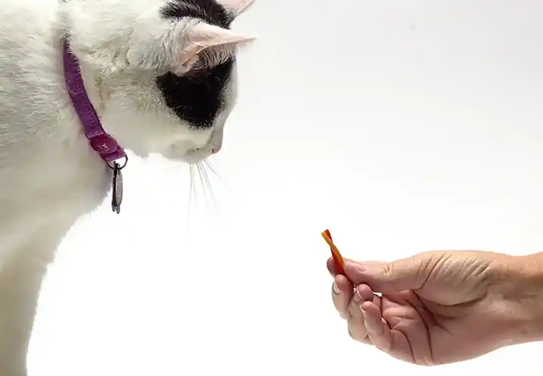Tiny Treats, Mighty Flavor