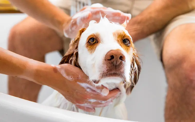 Grooming Products