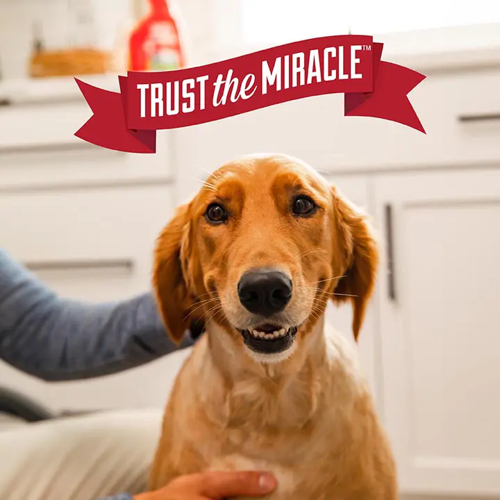 Trust the Miracle
