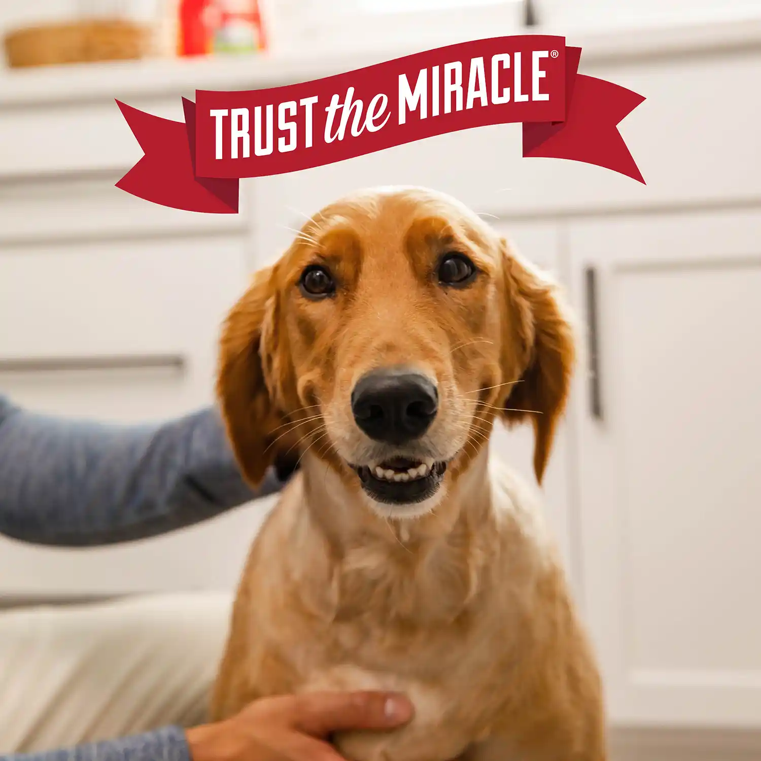 Trust the Miracle