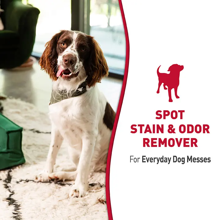 Stain and Odor Remover for Dog