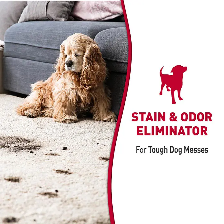 Stain and Odor Remover for Dogs foam