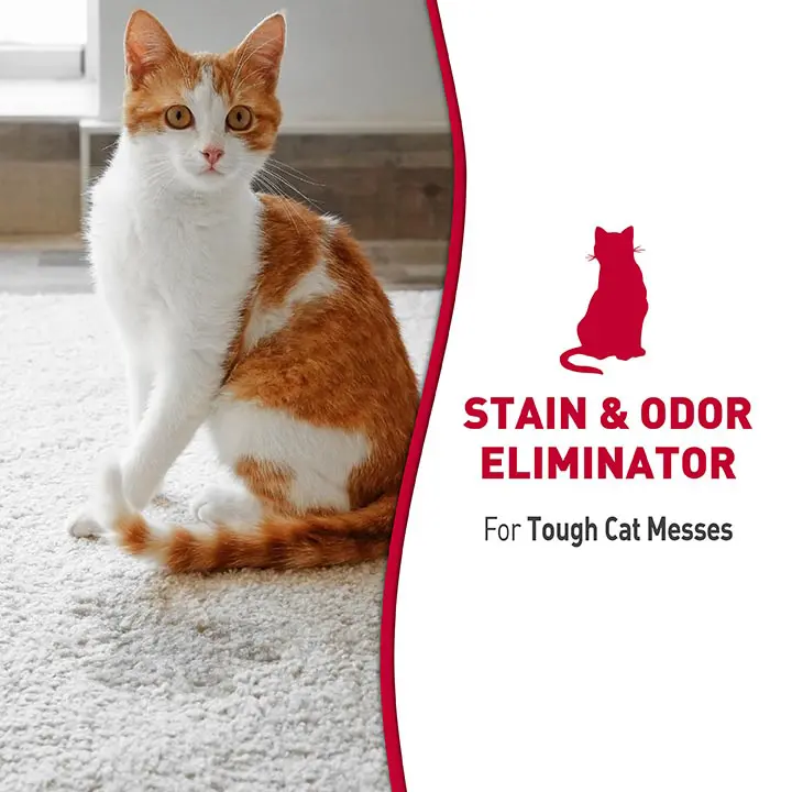 Stain and Odor Remover for Cats foam