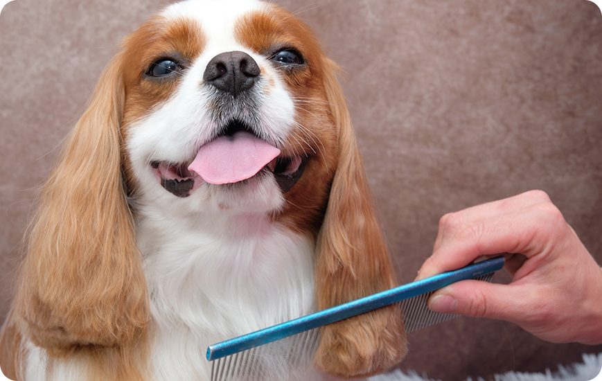 Cuidado basico de perro