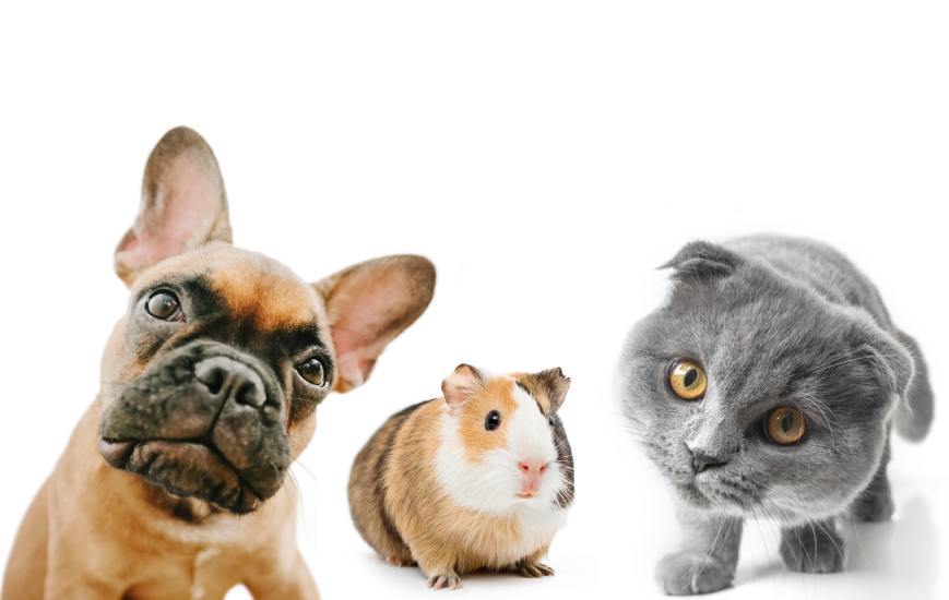 Mascotas faciles de cuidar