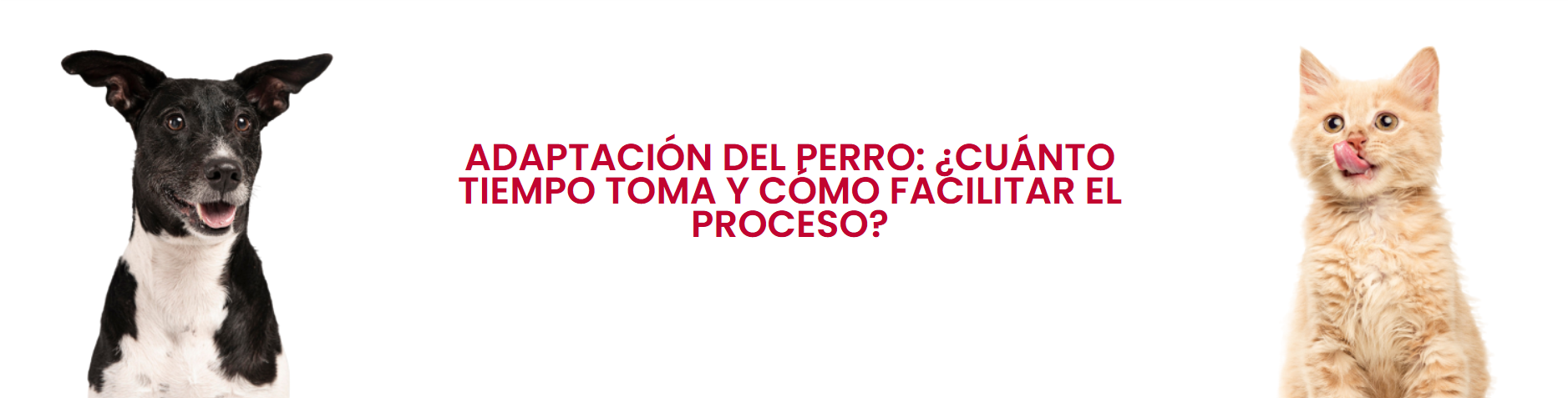 Adaptacion del perro