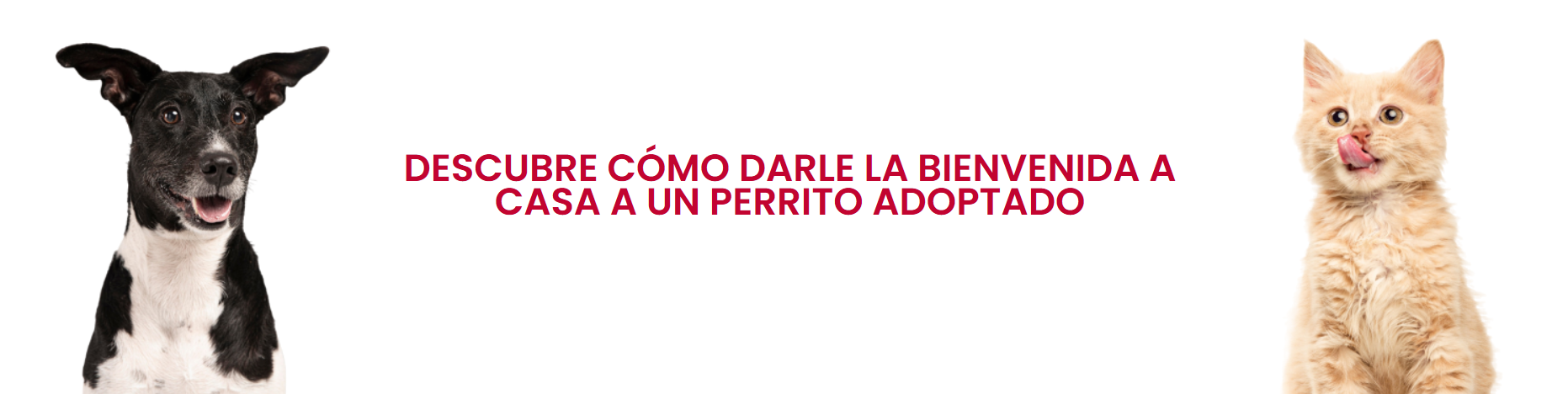 Cómo darle la bienvenida Banner