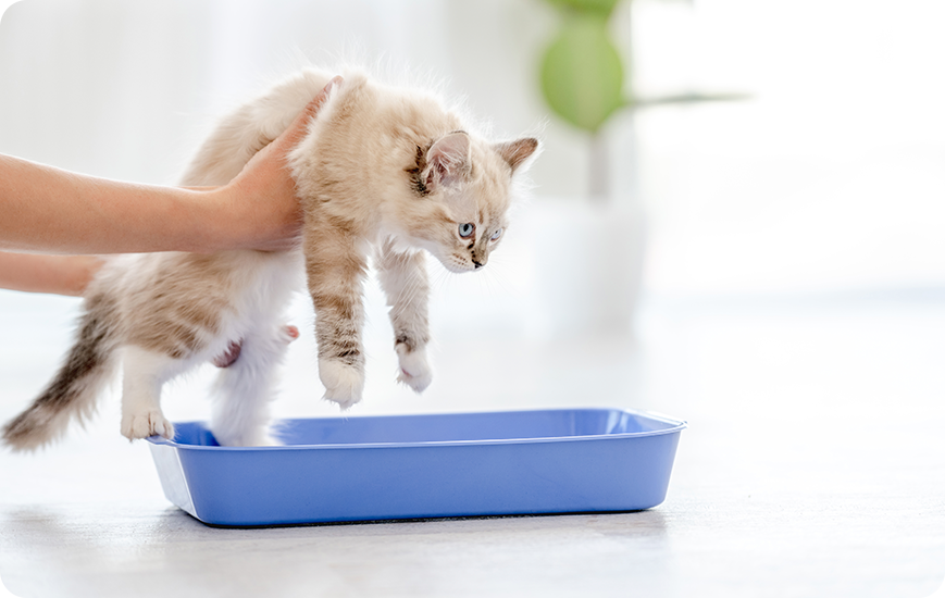 Educar gato para ir al bano