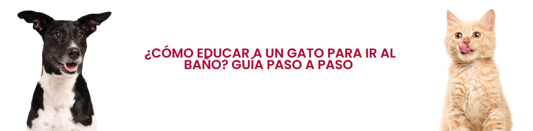 Como educar a un gato para ir al bano
