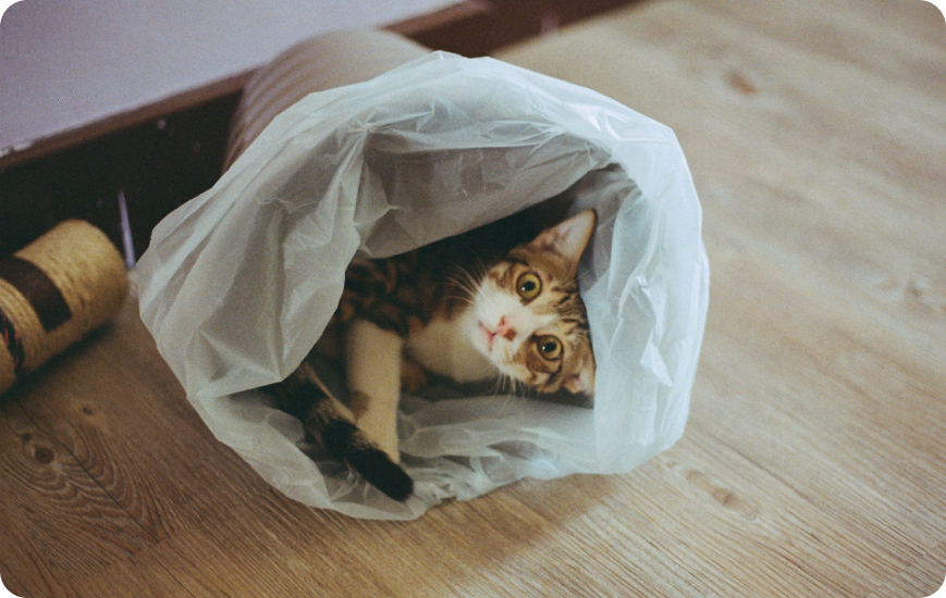 Eliminar malos olores de gato