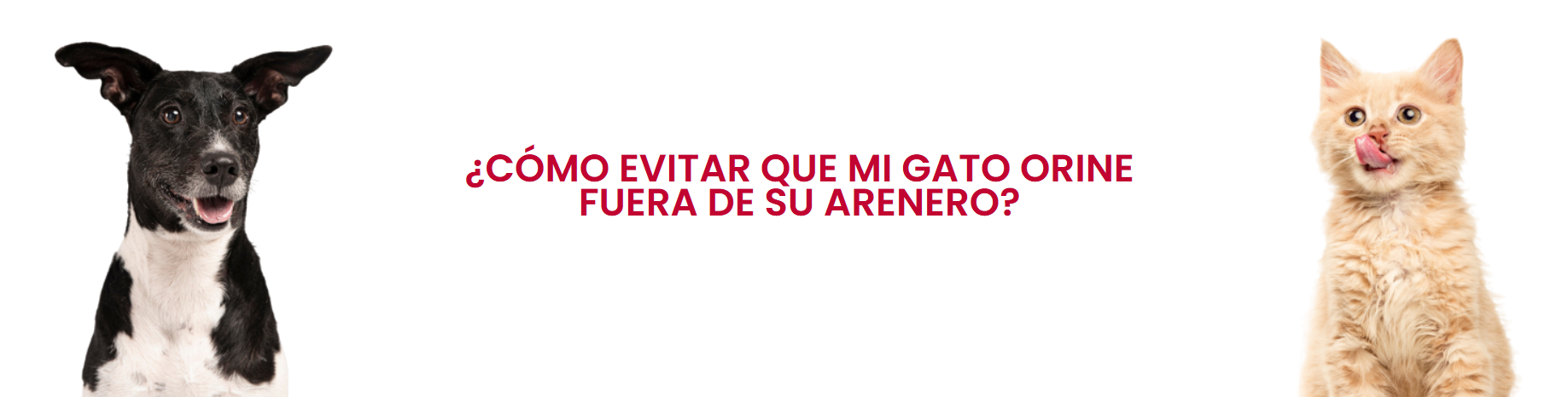 Como evitar que mi gato orine fuera de su arenero