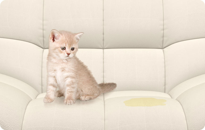 Evitar que gato orine fuera de su arenero