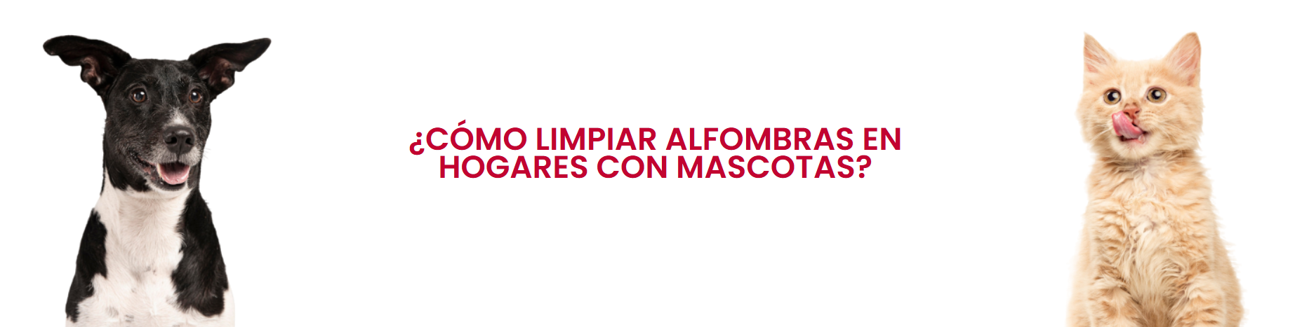Como limpiar alfombras en hogares con mascotas