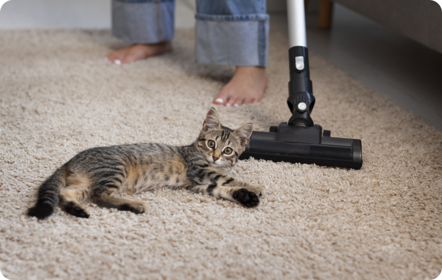 Limpiar alfombras en hogares con mascotas