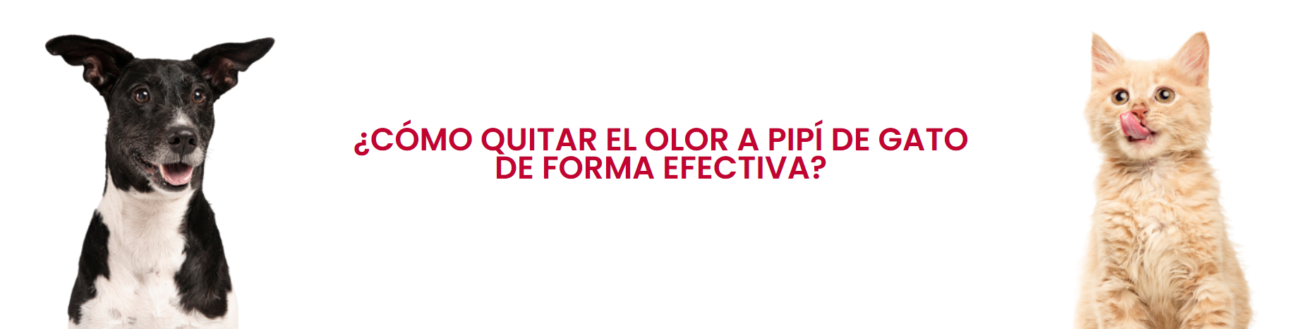 Como quitar el olor a pipi de gato de forma efectiva