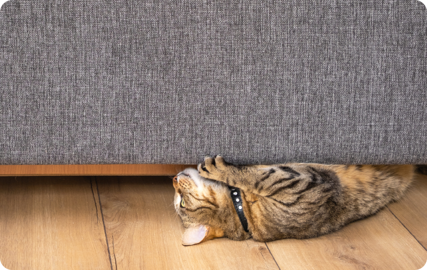 Evitar que gatos aranen muebles