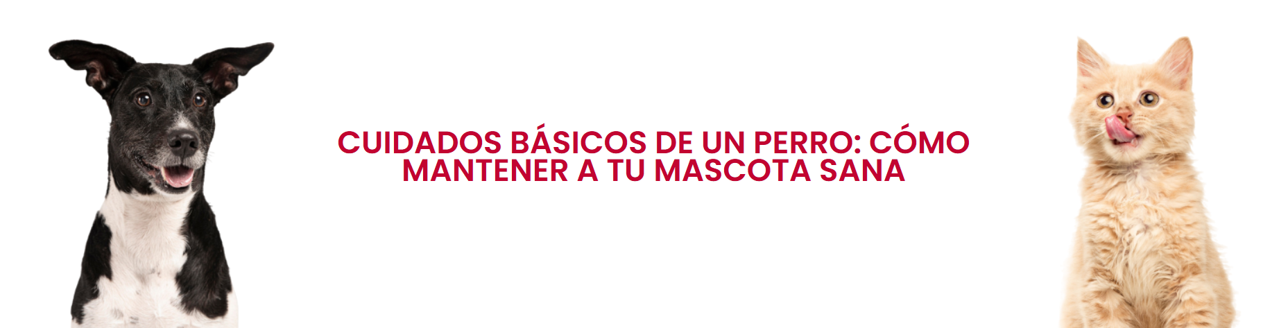 Cuidados basicos de un perro