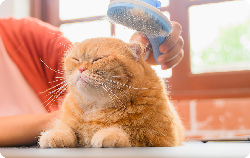 Cuidado de gato en casa