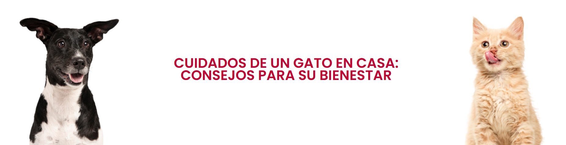 Cuidados de un gato en casa: consejos para su bienestar