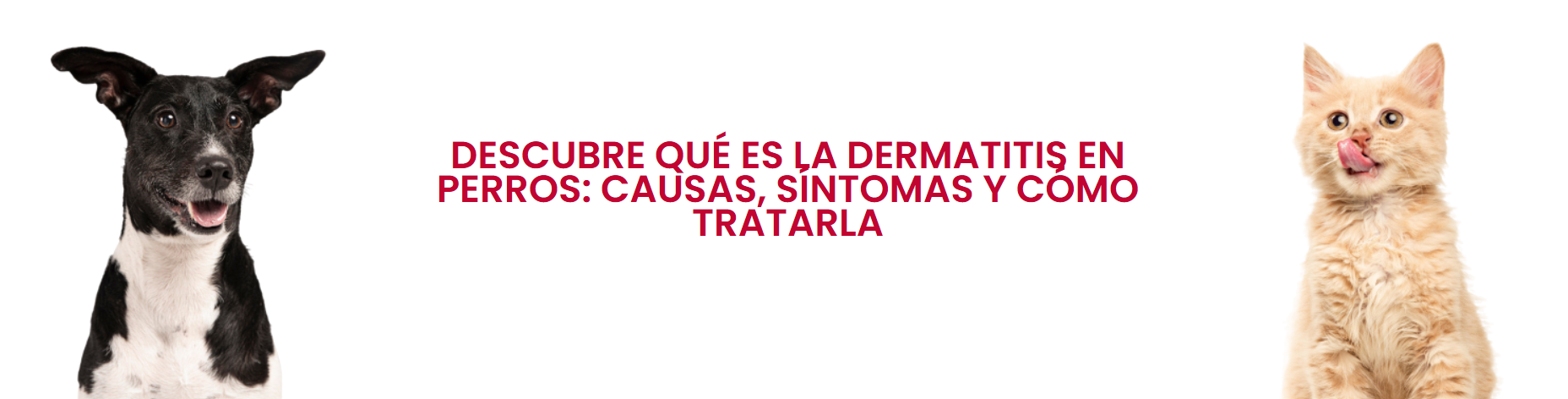 Descubre que es la dermatitis en perros
