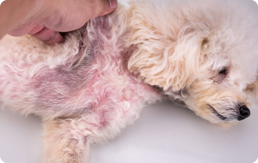Dermatitis en perros