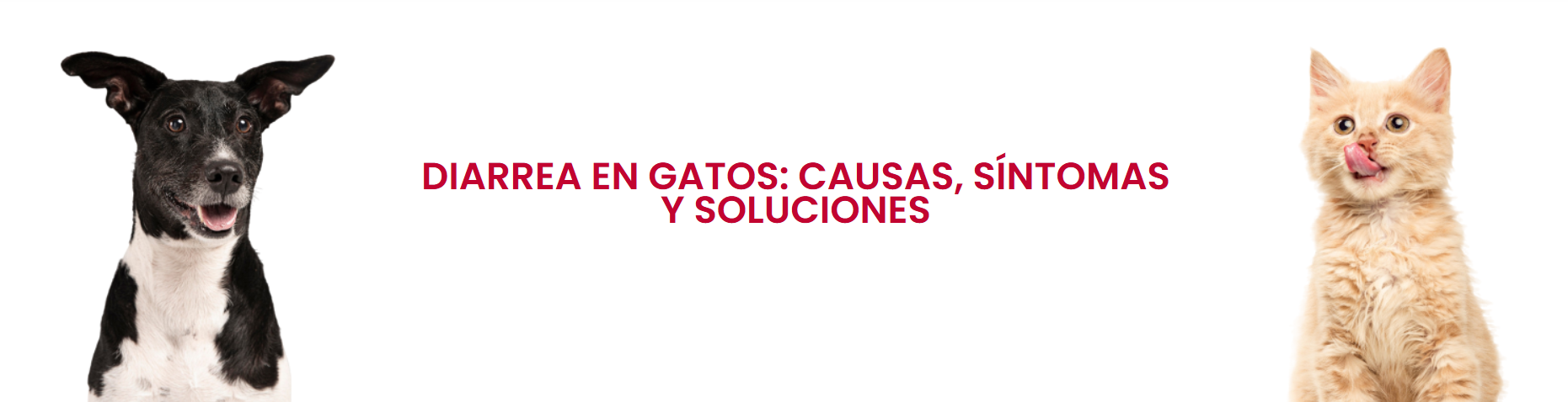 Diarrea en gatos causas sintomas y soluciones