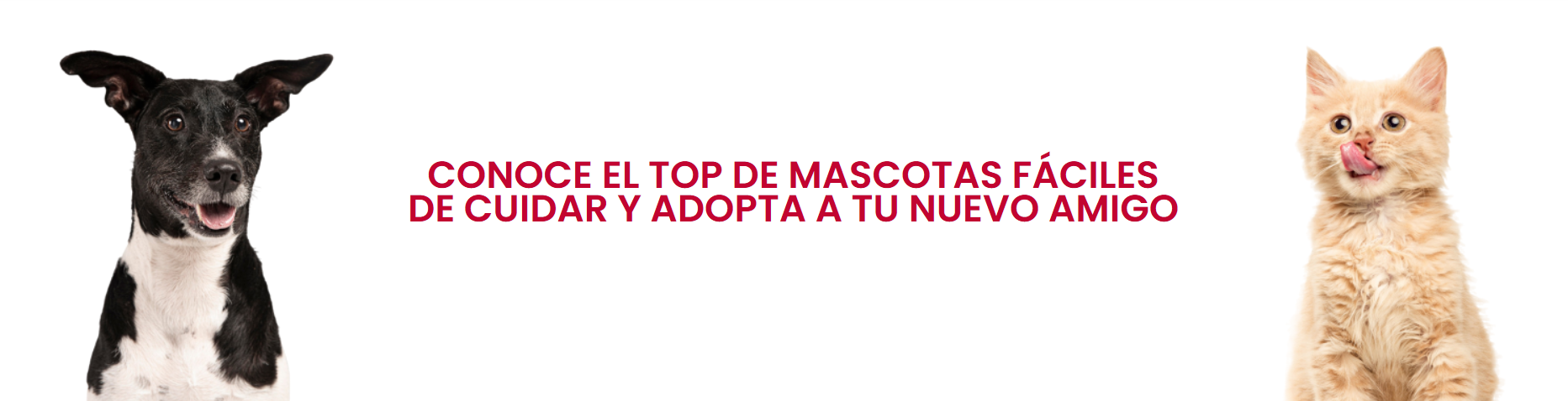 Conoce el top de mascotas faciles de cuidar y adopta a tu nuevo amigo