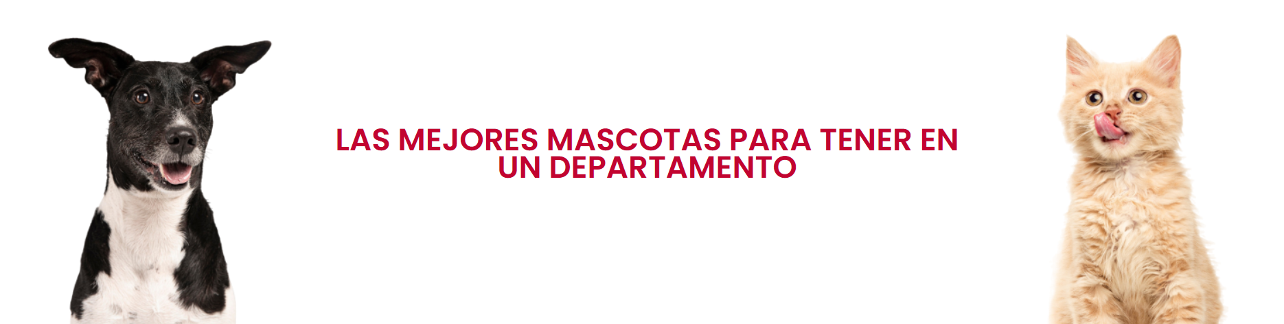 Las mejores mascotas para tener en un departamento