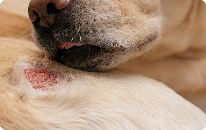 Piel sensible en perros